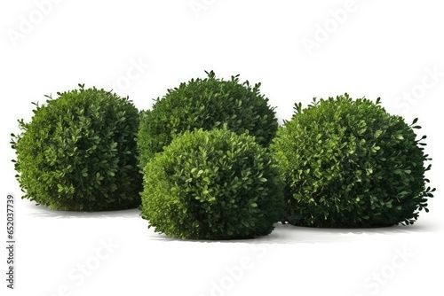 green bushes in a natural garden setting, exhibiting the artistry of gardening and nature's beauty.
