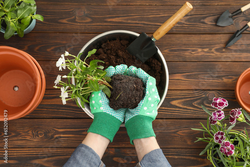 Transplanting. Woman with flowers, empty pots and gardening tools at wooden table, top view