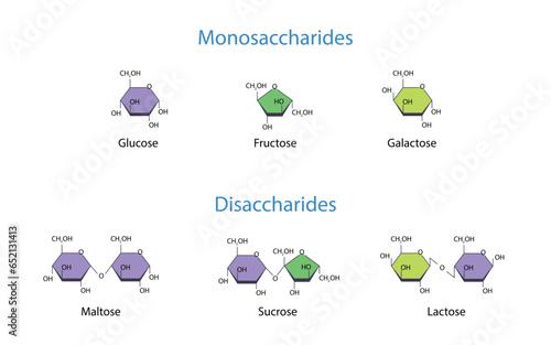 Monosaccharides and Disaccharides Scientific vector illustration