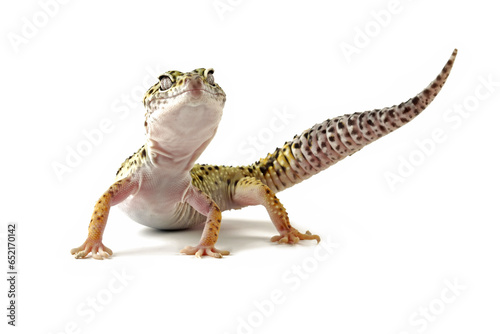 Leopard gecko lizard isolated on white, eublepharis macularius