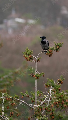 Black avian perched on a tree with pinecones hanging from the branches