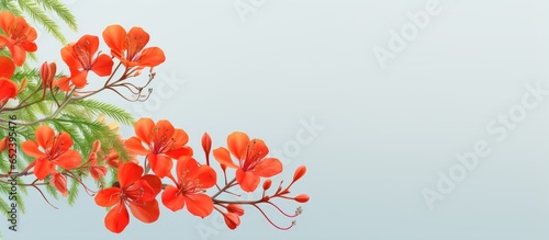 Isolated leaves of Poinciana regia on a isolated pastel background Copy space commonly known as royal poinciana or flamboyant