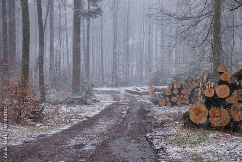 Snow and fog in the Palatinate Forest with piles of logs next to a road on a spring day near Kaiserslautern, Germany.