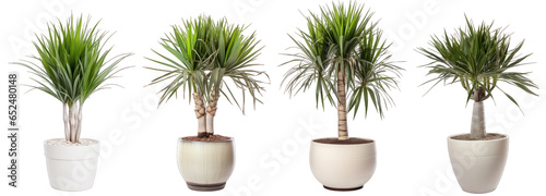 Tropical house yucca plant in modern pot or vase isolated on transparent background generative ai