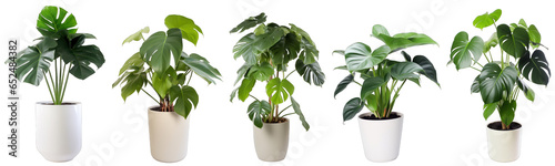 Tropical house tree philodendron plant in modern pot or vase isolated on transparent background generative ai