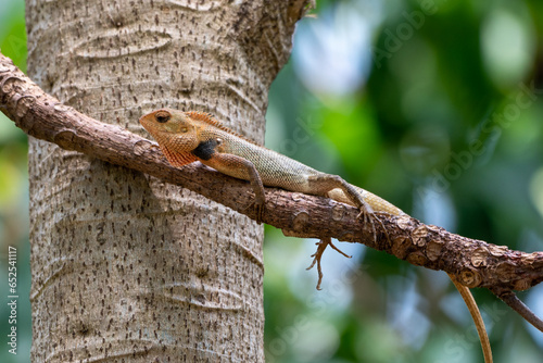 Calotes versicolor, The oriental garden lizard, eastern garden lizard, Indian garden lizard, common garden lizard, bloodsucker, or changeable lizard is an agamid lizard found widely distributed in in