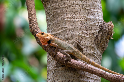 Calotes versicolor, The oriental garden lizard, eastern garden lizard, Indian garden lizard, common garden lizard, bloodsucker, or changeable lizard is an agamid lizard found widely distributed in in