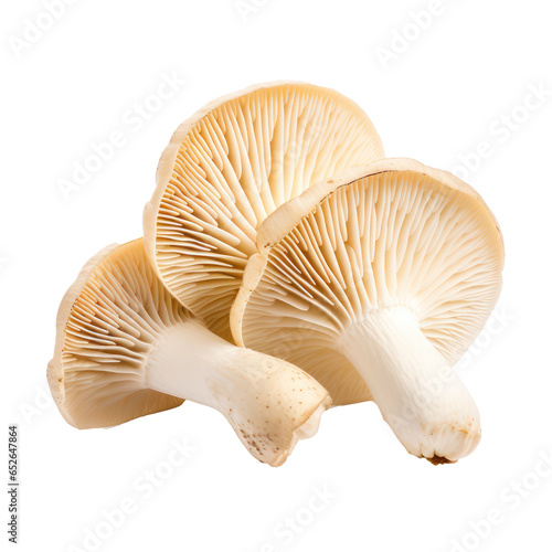 Mushroom isolated on transparent background,Transparency 