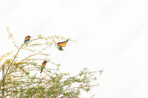 Scenic view of European bee-eaters perched on tree branches in daylight
