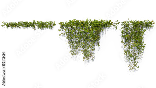 Rendered image of a classical vine isolated on white background