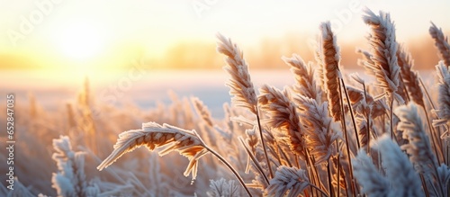 Spring frosts damaged winter crops and frozen plants in the meadow at sunrise affecting the sowing of wheat in agricultural fields covered with hoarfrost during the spring campaign