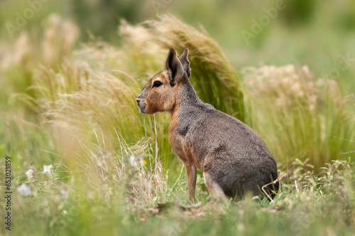 Patagonian cavi in grassland environment , La Pampa Province, Patagonia , Argentina