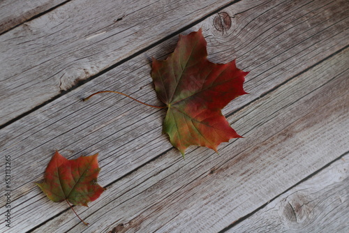 two maple colored autumn leaves on a wooden background