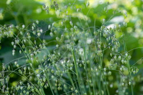 green grass with dew drops