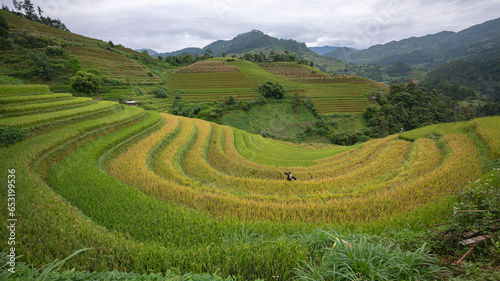 Landscape with green and yellow rice terraced fields and blue cloudy sky near Yen Bai province, North-Vietnam