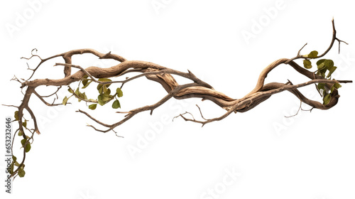 Twisted wild liana jungle vines plant growing on tree branch isolated on transparent background