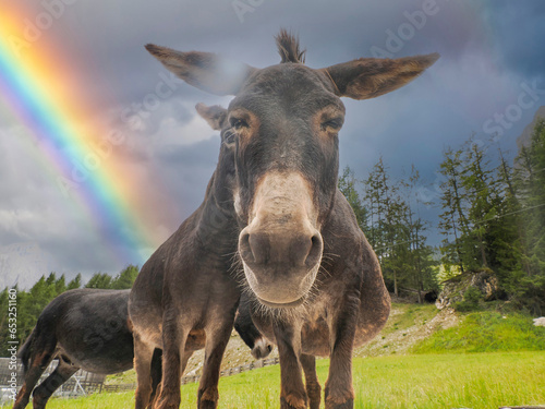 donkey funny portrait Brown furry donkey with big ears looking at the camera, Humorous shot. rainbow background