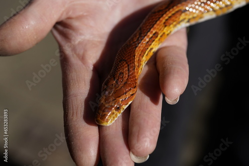 The corn snake (Pantherophis guttatus), sometimes called red rat snake, is a species of North American rat snake in the family Colubridae.
