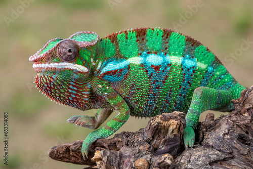 green chameleon on a branch