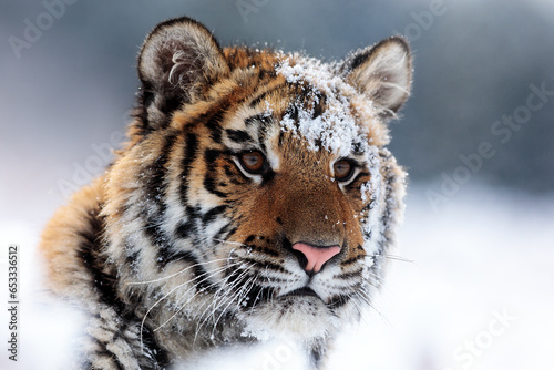 Siberian tiger (Panthera tigris tigris) portrait of a head with snow in his face