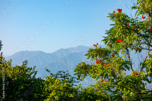 Angeles National Forest and the San Bernardino Mountains in the background seen through the flowering trees. Pictures taken in Arcadia, California on a clear blue summer day.