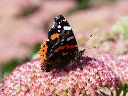 Red admiral butterfly feeding on a Sedum flower