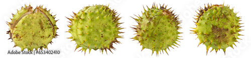 Collection of chestnuts isolated on transparent background.