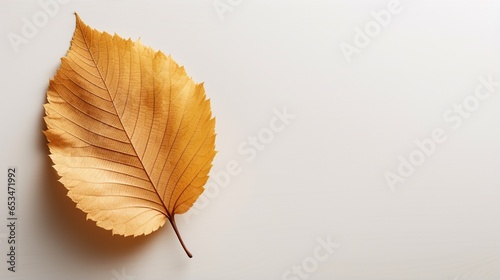 Autumn minimal image with fall yellow alder leaf isolated on white, with copy space.