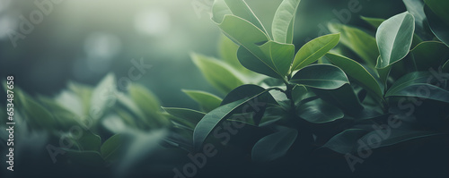 Natural background border with fresh juicy leaves with soft focus outdoors in nature, wide format, copy space, atmospheric image in soothing muted dark green tones, copyspace