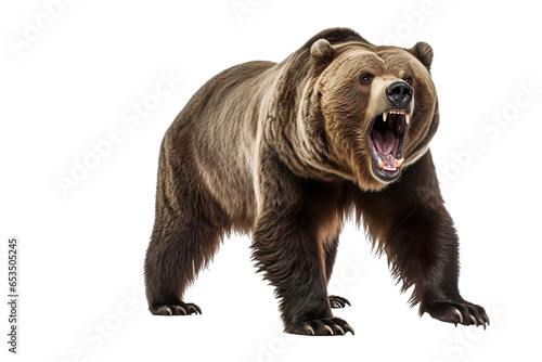 a ferocious grizzly bear with full body on a white background studio shot isolated PNG
