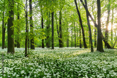 Sunny forest with wild garlic