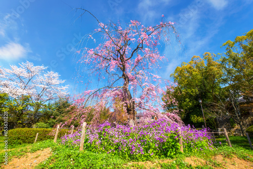 Beautiful Weeping Sakura at Awataguchi Aokusu no Niwa Park in Kyoto, Japan
