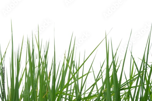cateIn selective focus rice leaves plant on white isolated background for green foliage backdrop 