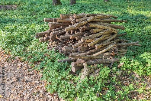 A pile of sawn dry trees and branches in a park or forest. Dry twigs pile ready for campfire, sticks, brushwood