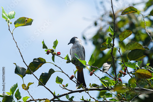 The Sooty-Headed Bulbul bird is a member of the Pycnonotidae family and perch on the tree