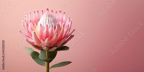 beautiful protea flower macro blank space, ai generative