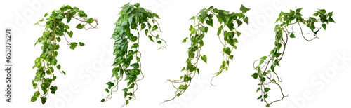 Set of green leaves from Javanese treebine or grape ivy (Cissus spp.), a jungle vine and hanging ivy plant bush foliage, isolated on a white background with a clipping path.