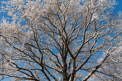 Drzewo pokryte śniegiem na tle zimowego nieba