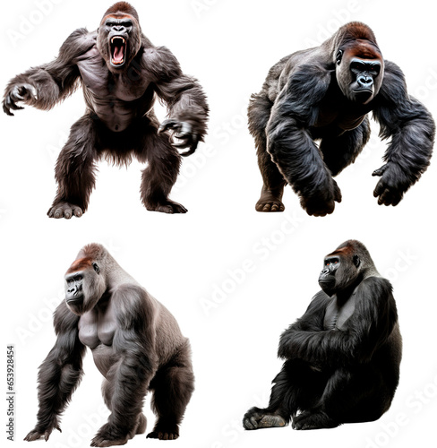 Gorilla (Agresive, Running, Standing, Sitting)