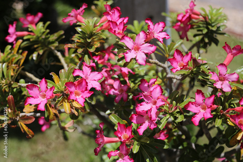 Pink bignonia or desert rose or Adenium obesum or Mock Azalea or Pinkbignonia or Impala lily or pink flowers