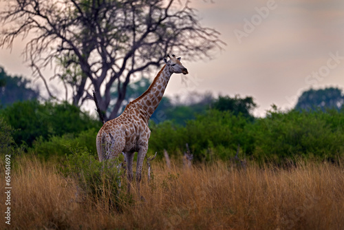 Giraffe in forest with big trees, evening light, sunset. Idyllic giraffe silhouette with evening orange sunset, Okavango delta in Botswana.