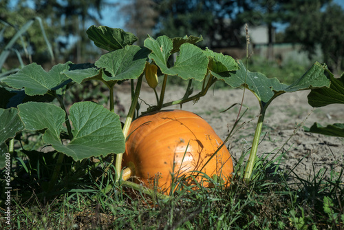 dojrzewający owoc dyni, w słoneczny dzień w ogródku na Halloween