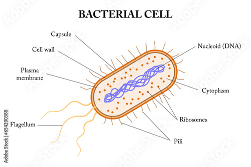 Structere of a bacterial cell. Diagram.