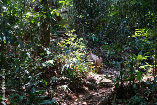 rainforest in bali indonesia