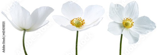 Set of white primrose flowers on isolated background with clipping path. Flowers on a stem. Close-up. For design. Transparent background. Nature.