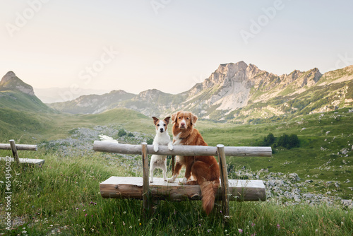 two dogs are sitting on a bench and looking at the mountains. Jack Russell Terrier and Nova Scotia Retriever. Traveling with a pet