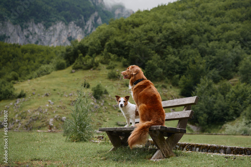 two dogs are sitting on a bench and looking at the mountains. Jack Russell Terrier and Nova Scotia Retriever. Traveling with a pet