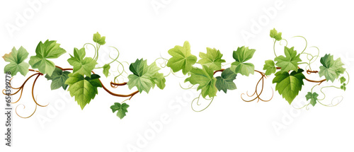 Twisted grape leaf and vines on transparent background