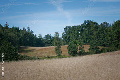 Las, deszcz, pogoda deszczowa