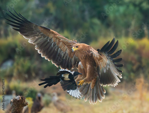 Iberian imperial eagle in flight